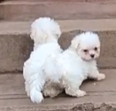 Buy Vaccinated  Maltese Puppy from Jaipur
